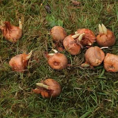 Herbst-Krokus einpflanzen im Garten