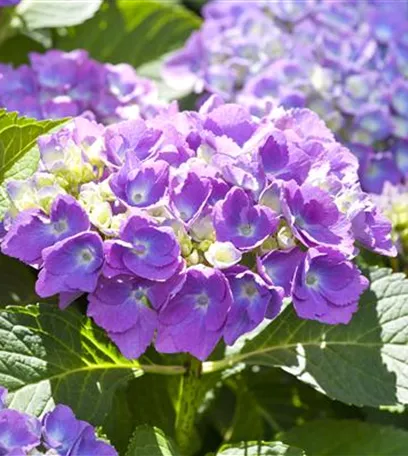 Der schöne Garten-Klassiker – die Hortensie