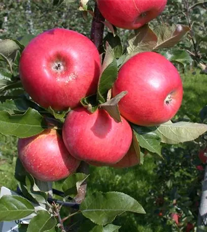 Obstbäume brauchen Sommerschnitt für die optimale Ernte