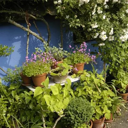 Die Blumentreppe – Blüten wollen hoch hinaus