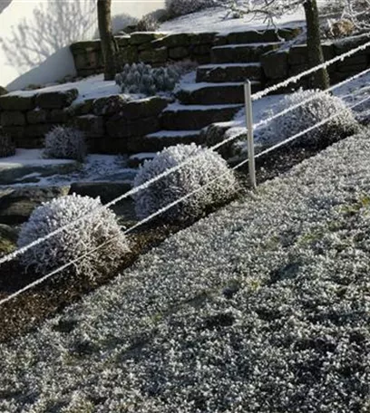 Die Blumentreppe – Blüten wollen hoch hinaus