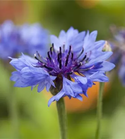 Schnittblumen aus dem eigenen Garten – den Garten ins Haus holen