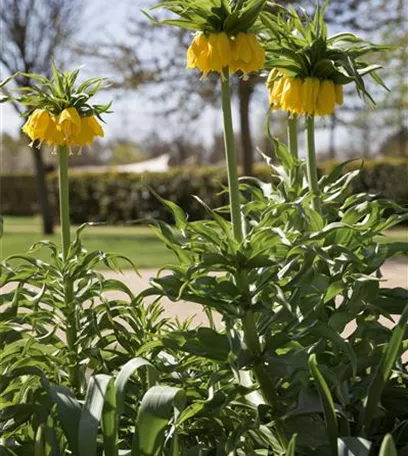 Kaiserkronen – Prachtblumen hoch hinaus