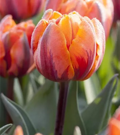 Das richtige Blumenbeet für den eigenen Garten