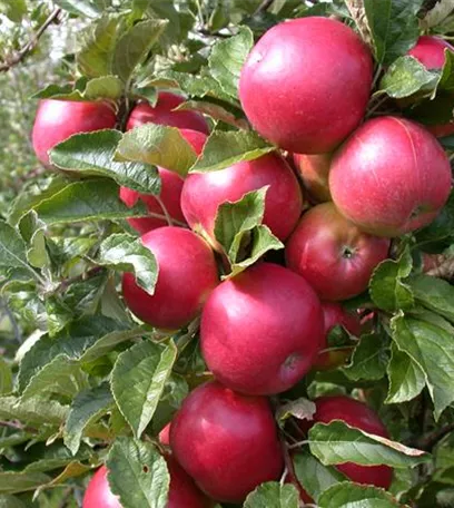 Obstbäume veredeln – frische neue Früchte