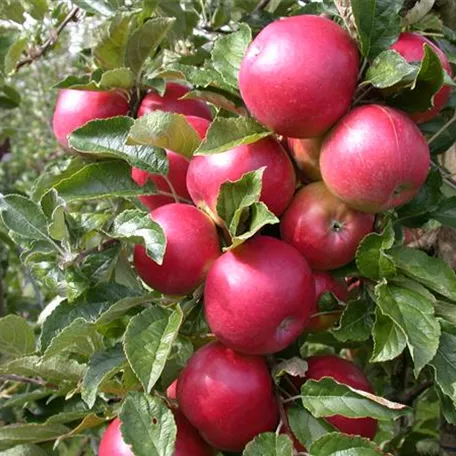 Obstbäume veredeln – frische neue Früchte