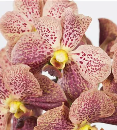 Orchideen für Anfänger und Profis