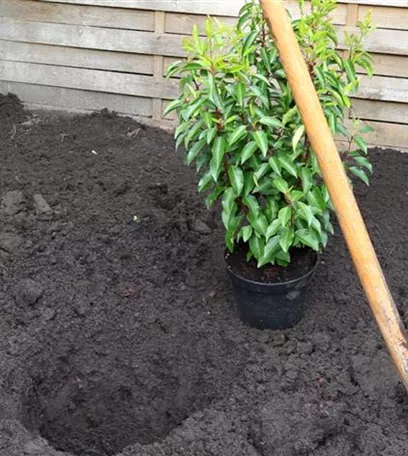 Portugiesische Kirschlorbeer - Einpflanzen im Garten