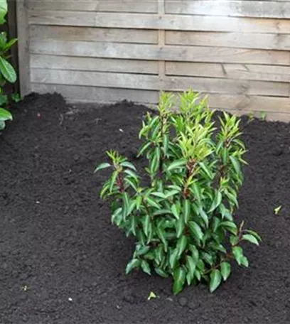 Portugiesische Kirschlorbeer - Einpflanzen im Garten