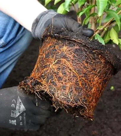 Portugiesische Kirschlorbeer - Einpflanzen im Garten