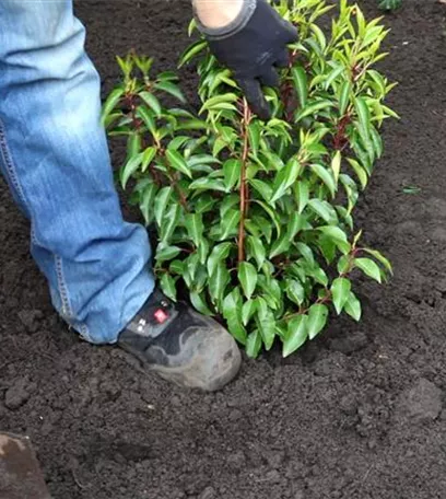 Portugiesische Kirschlorbeer - Einpflanzen im Garten