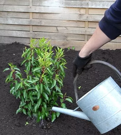 Portugiesische Kirschlorbeer - Einpflanzen im Garten