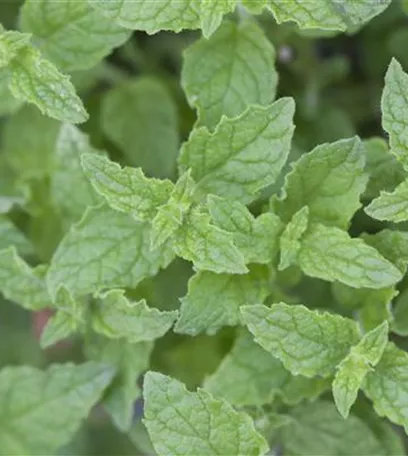 Die Erdbeer-Minze: zarte Pflanze, viel Aroma