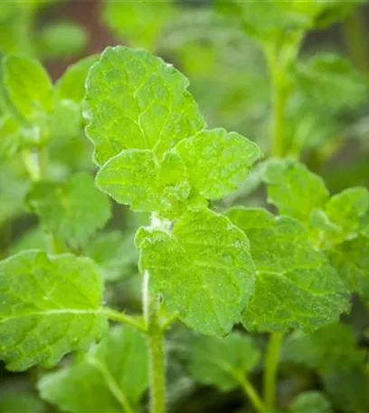 Die Erdbeer-Minze: zarte Pflanze, viel Aroma