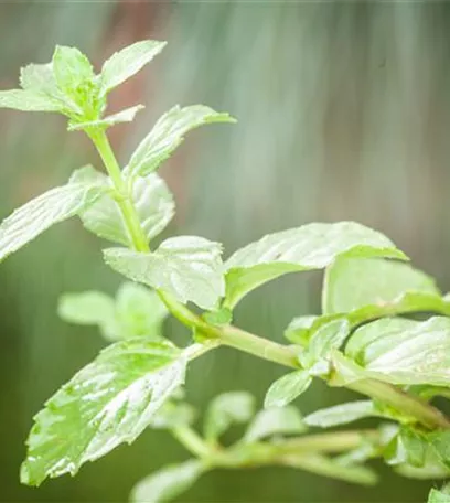 Die Erdbeer-Minze: zarte Pflanze, viel Aroma