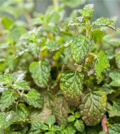 Die Erdbeer-Minze: zarte Pflanze, viel Aroma