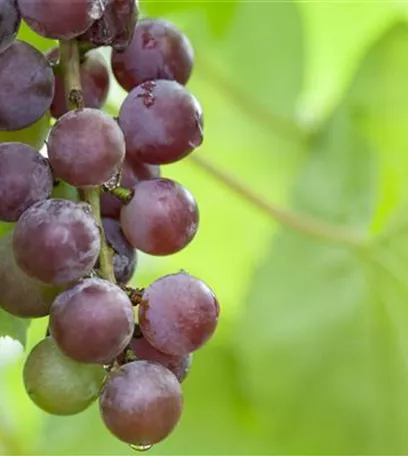 Warum Wein eigentlich aus Beeren gemacht wird