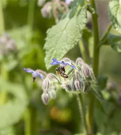 Kräutergarten – Anregungen und Gestaltungshinweise