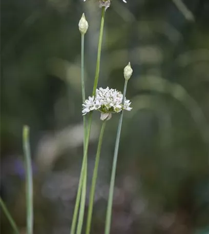 Kräutergarten – Anregungen und Gestaltungshinweise