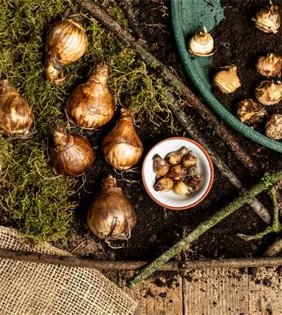 Ab in die Kiste – Blumenzwiebeln und Knollen einlagern