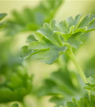 Urban Gardening – frische Kräuter für den Balkon