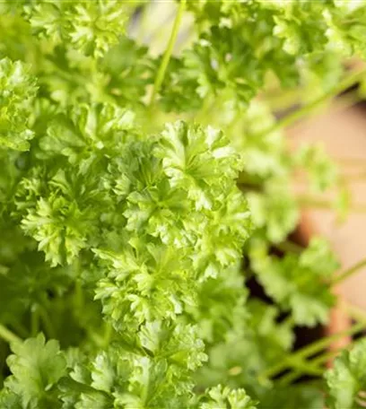 Urban Gardening – frische Kräuter für den Balkon