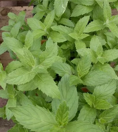 Urban Gardening – frische Kräuter für den Balkon