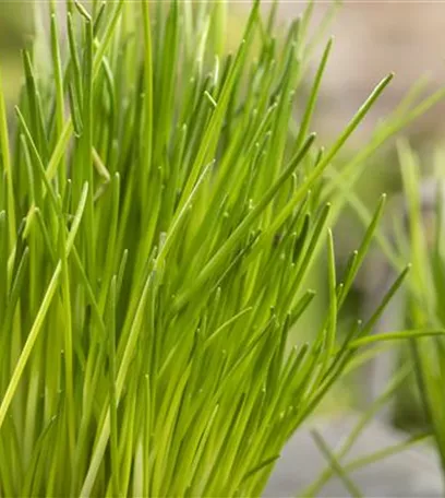 Urban Gardening – frische Kräuter für den Balkon