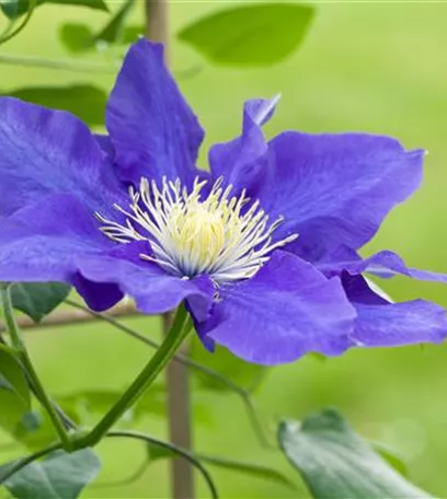 Clematis – die robuste Kletterpflanze im Garten