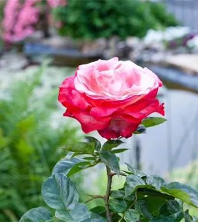 Die Rose – die Königin der Pflanzen für Balkon und Terrasse