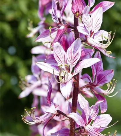 Diptam – Der brennende Busch im Garten