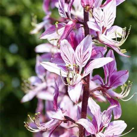 Diptam – Der brennende Busch im Garten