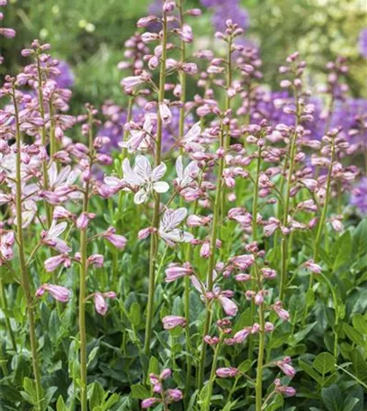 Diptam – Der brennende Busch im Garten