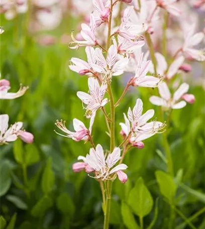 Diptam – Der brennende Busch im Garten