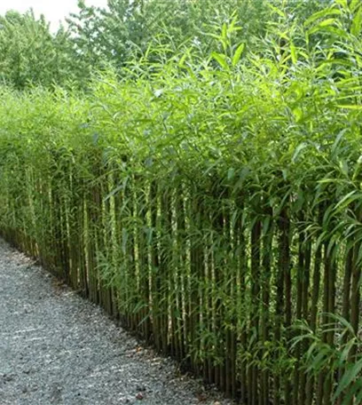 Einen Sichtschutz oder Gartenbegrenzung mit Weiden ziehen