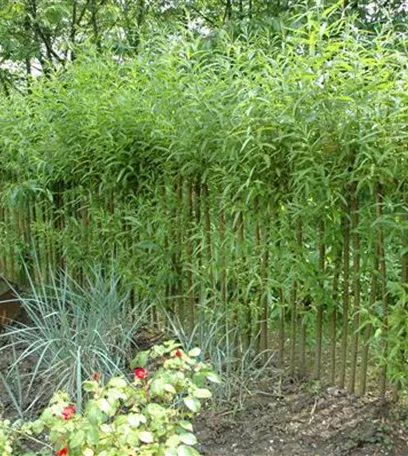 Einen Sichtschutz oder Gartenbegrenzung mit Weiden ziehen