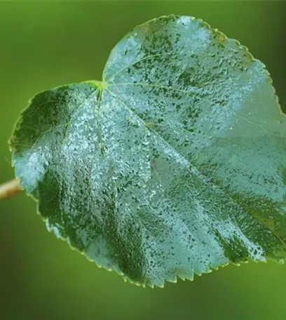 Die Linde - viel mehr als nur ein einfacher Baum