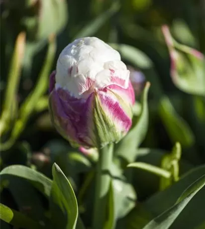 Gefüllte Tulpen: Volle Blüte und betörender Duft