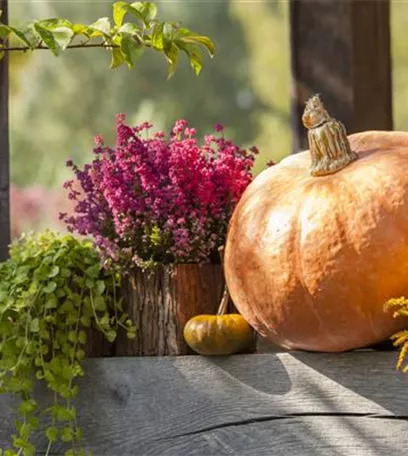 Herbstliche Dekoration im Kürbis