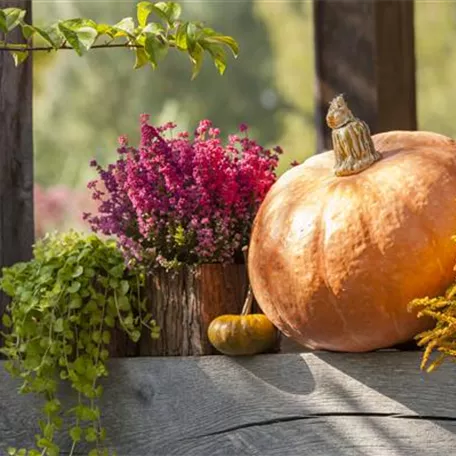 Herbstliche Dekoration im Kürbis