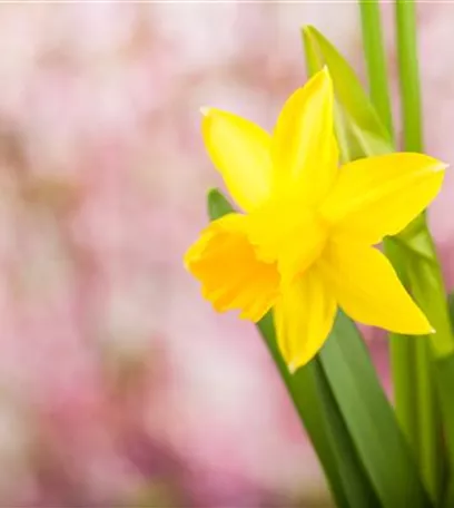 Frühling auf dem Balkon: Frühblüher pflanzen im Herbst