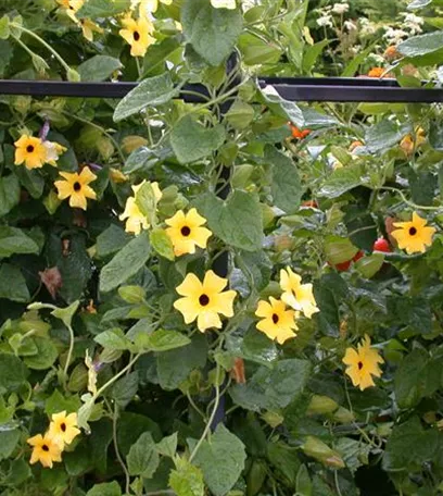 Kletterpflanzen – die grünen Bergsteiger im Garten