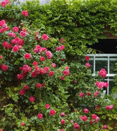 Kletterpflanzen – die grünen Bergsteiger im Garten