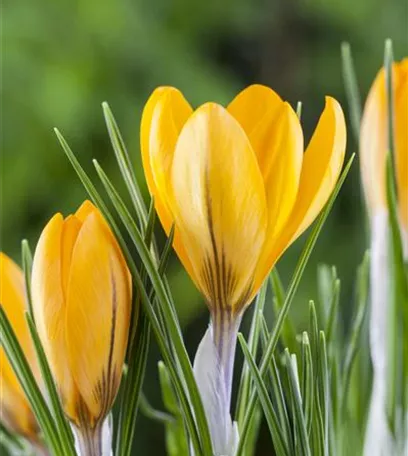 Krokus pflanzen: Der Klassiker im Frühlingsbeet