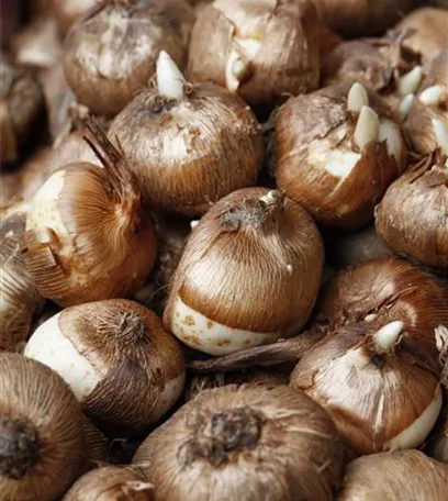 Krokus pflanzen: Der Klassiker im Frühlingsbeet