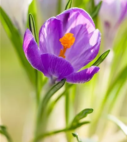 Krokus pflanzen: Der Klassiker im Frühlingsbeet