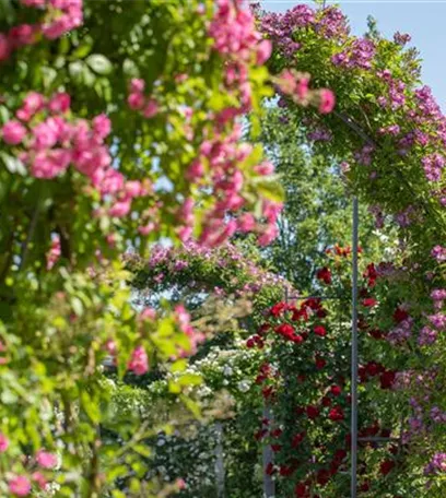 Kletterpflanzen im Garten - hoch hinaus und noch viel weiter!