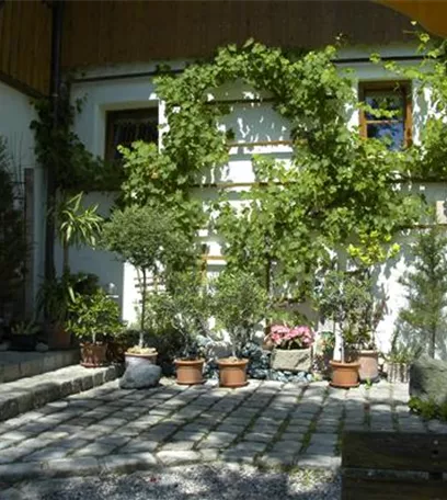 Kletterpflanzen im Garten - hoch hinaus und noch viel weiter!