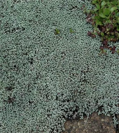 Der Gartenboden – jeder braucht mal Unterstützung