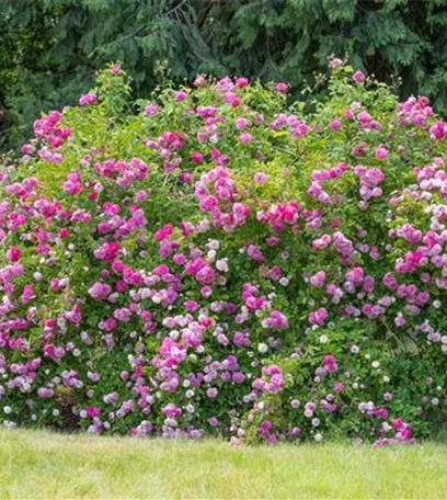 Historische Rosen – Schönheit mit einer langen Geschichte